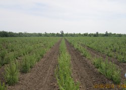 Розсадник декоративних і лісових культур в урочищі ,,Дальницький ліс,, Великодолинського ЛГ